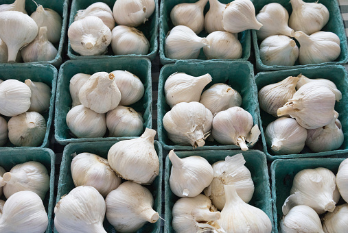 Close up of fresh organic garlic bulbs from the farm and sold at the farmers market