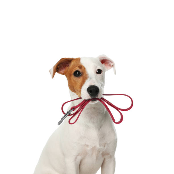 istock Cute Jack Russell Terrier holding leash in mouth on white background 1747048246