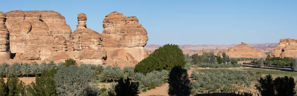 istock Date farm Saudi Arabia 1747049349