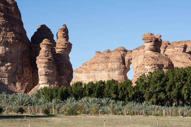 istock Date farm Saudi Arabia 1747049353