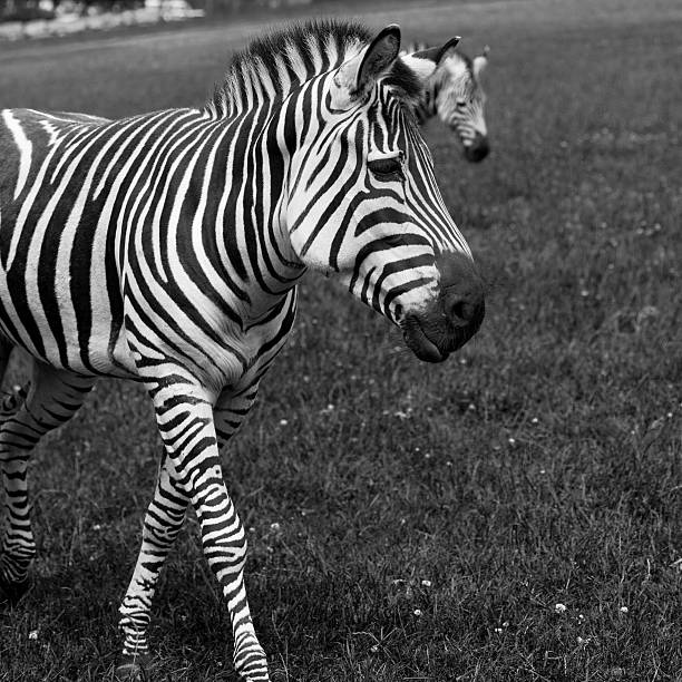 Zebra in Black and White stock photo