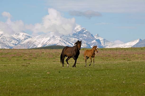 A mare and her foal gallop across a wild flower-filled meadow with mountains in the backdrop.