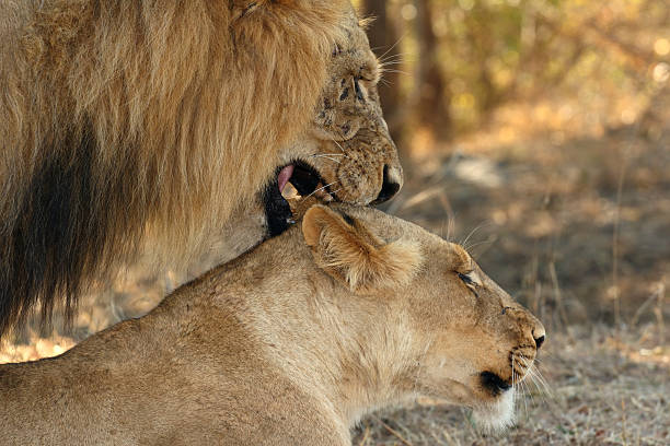 istock Close up shot with a pair of lions mating 174705530