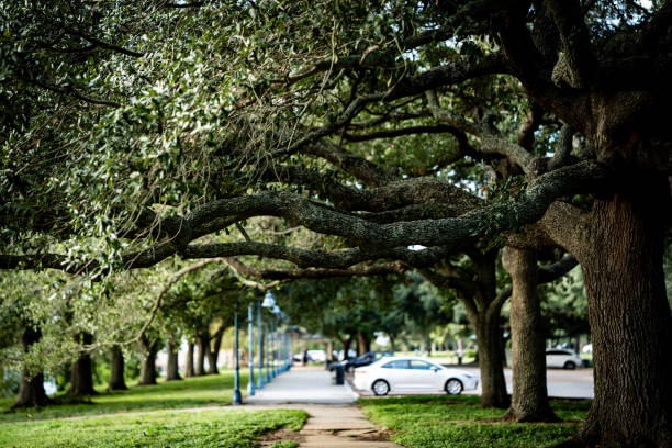 istock The Fly - New Orleans 1747056429