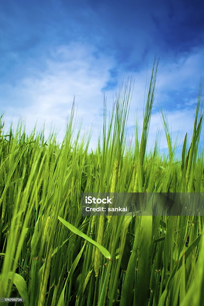 Bereich der Weizen - Lizenzfrei Agrarbetrieb Stock-Foto