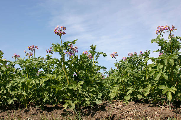 batata bloosom - raw potato field agriculture flower imagens e fotografias de stock