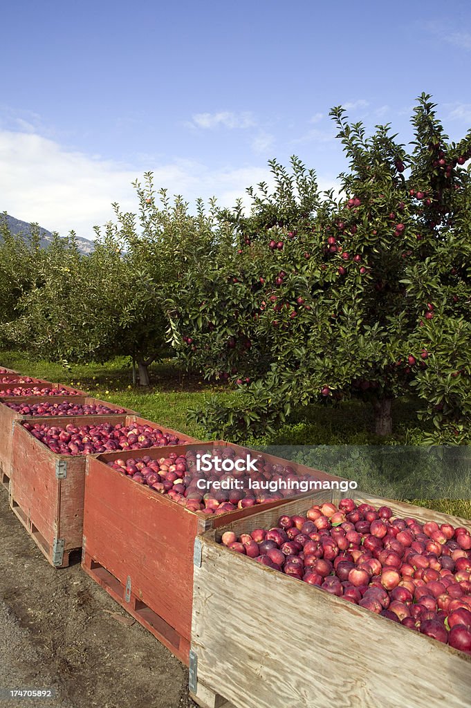Orgánicos manzana red delicious recipiente compartimientos harvest - Foto de stock de Columbia Británica libre de derechos