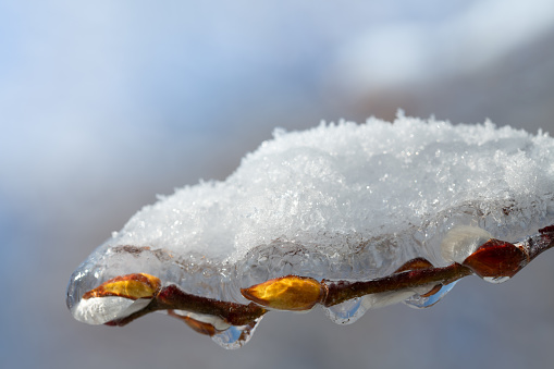 Close-up of the tender buds of a willow tree that are still closed. The thin branches are covered with ice and snow.