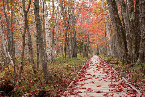 Early autumn along Jesup Path in Acadia National Park in Maine on Mount Desert Island.