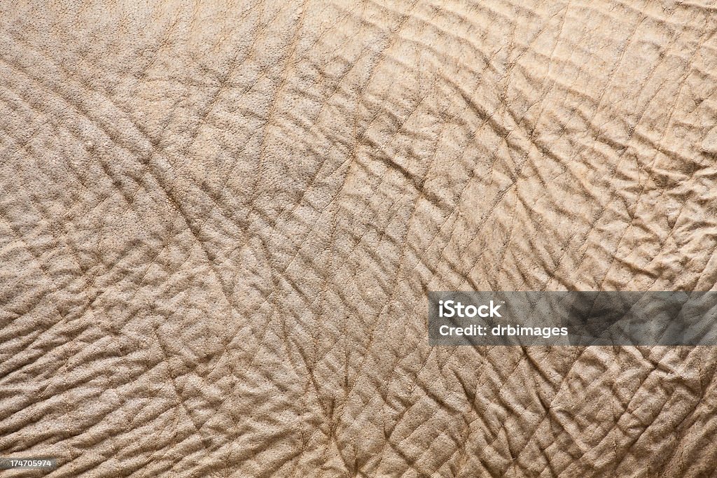 Elephant Skin A close-up full frame shot of an elephant's skin. Abstract Stock Photo