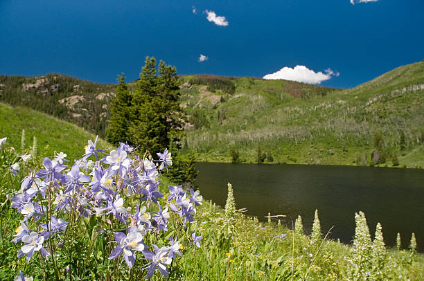 istock Columbine at Lakeside During the Summer 174706131