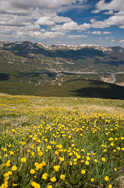 high mountain meadow - tenmile range photos et images de collection