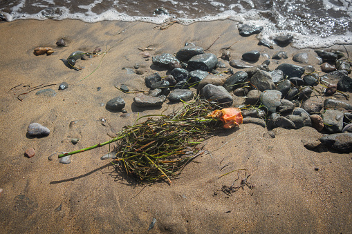 on the beach there is a single rose in the sea grass