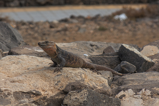a big grey lizard sits on a rugged rock