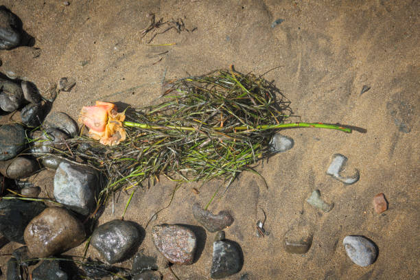istock on the beach there is a rose in the sea grass 1747063999