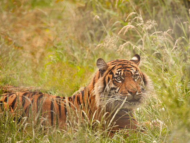 istock Gaze of the Tiger 174706456