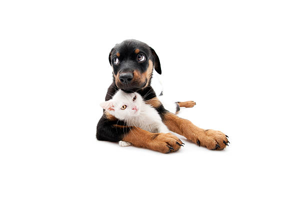 friends, rottweiler and white cat( 3 months ) two dogs hugging stock pictures, royalty-free photos & images