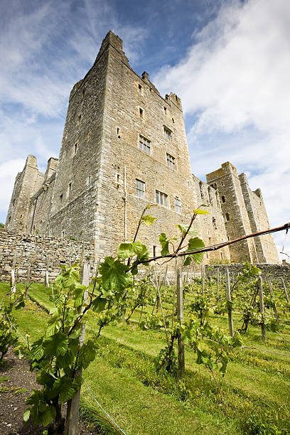 vinhedo e castelo de yorkshire - castle famous place low angle view england - fotografias e filmes do acervo