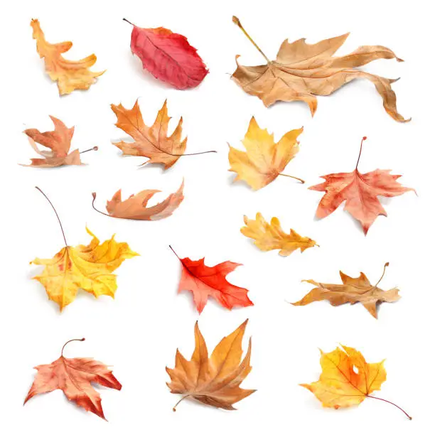 Photo of Collage with fallen autumn leaves on white background