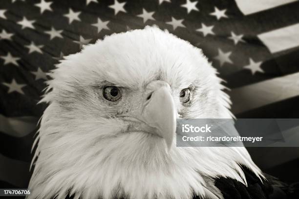 Bald Eagle Z Flaga Stanów Zjednoczonych W Czarny I Biały - zdjęcia stockowe i więcej obrazów Amerykańska flaga