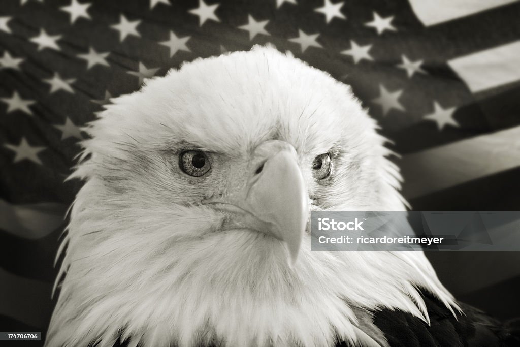 Белоголовый орлан с США Флаг в черно-белом - Стоковые фото Звёздно-полосатый флаг роялти-фри