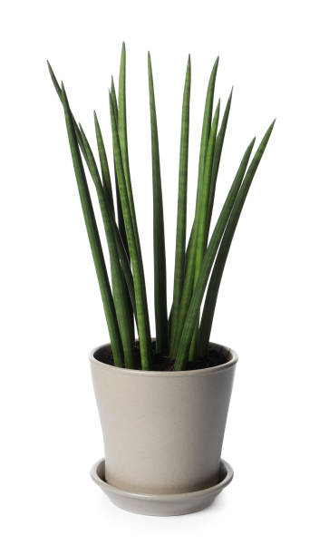 istock Pot with Sansevieria plant isolated on white. Home decor 1747067222