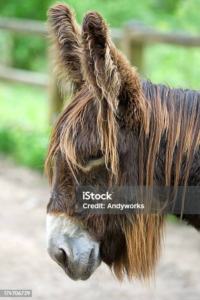 Esel Porträt Stockfoto und mehr Bilder von Einzelnes Tier - Einzelnes Tier, Esel, Fotografie