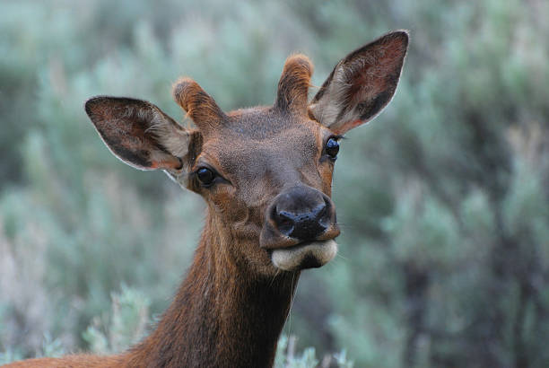 istock Male Elk in Early Summer 174706768