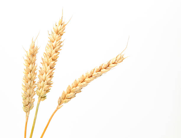 tres vástagos de trigo sobre un fondo blanco. - wheat whole wheat close up cereal plant fotografías e imágenes de stock