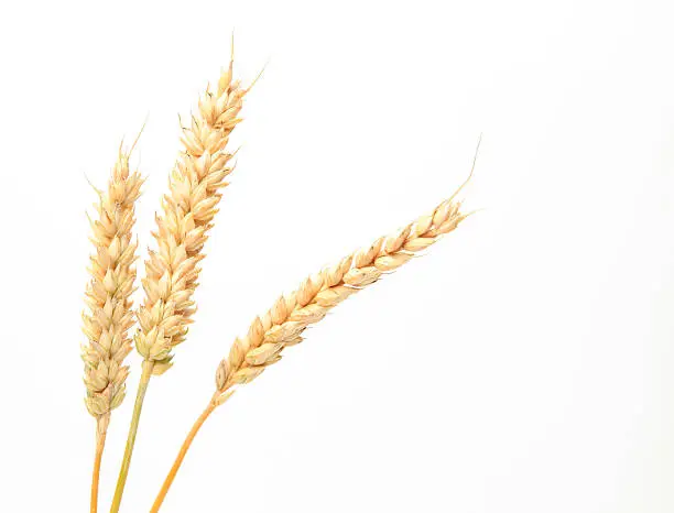 Photo of Three stems of wheat on a white background.