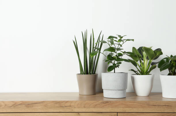 istock Many different houseplants in pots on wooden table near white wall, space for text 1747067846