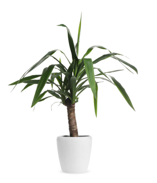 istock Beautiful yucca plant in pot on white background. House decor 1747067853