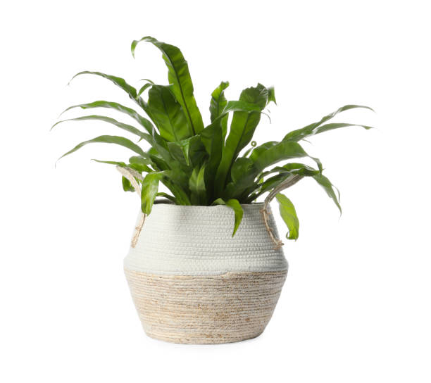 istock Beautiful asplenium plant in pot on white background. House decor 1747067872