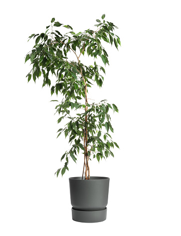 Small tree in a pot isolated over white