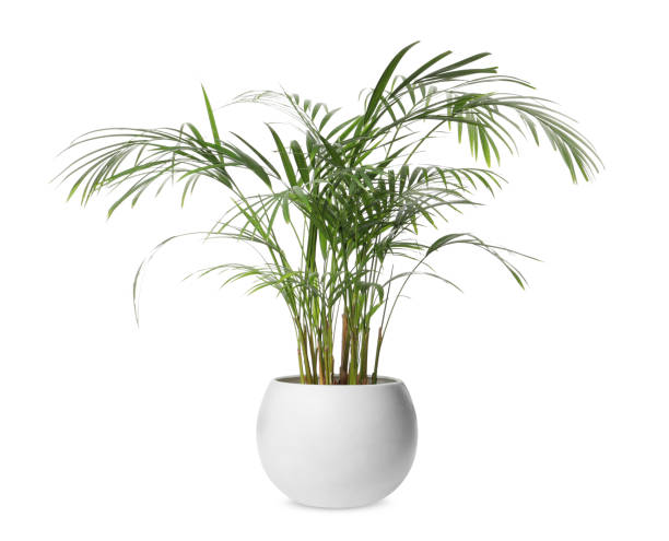istock Beautiful areca palm in pot on white background. House decor 1747069321