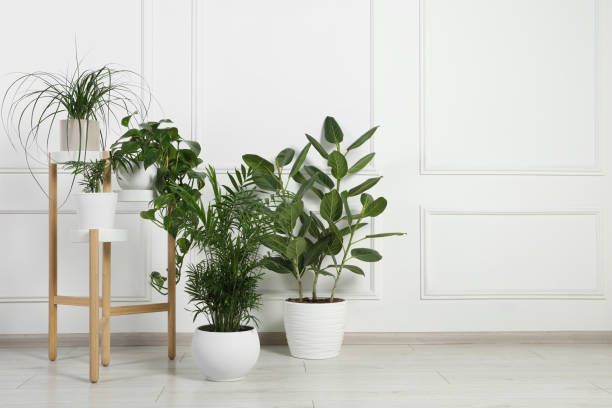 istock Many different houseplants in pots near white wall indoors, space for text 1747069499