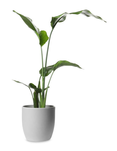 istock Beautiful spathiphyllum in pot on white background. House decor 1747070028