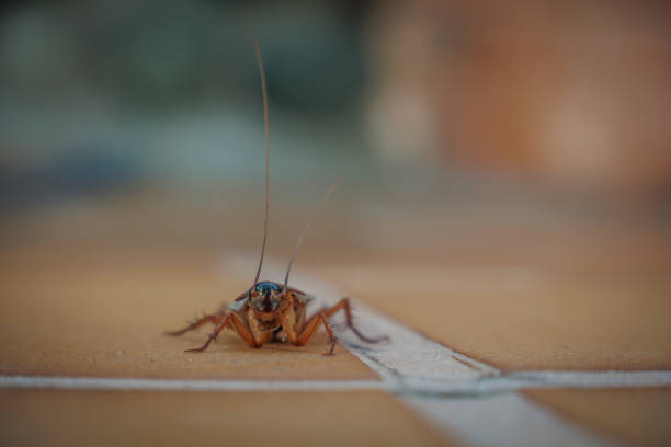 istock a close up of a brown cockroach 1747070619