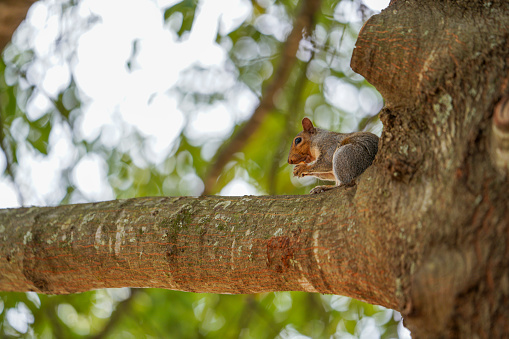 Several eastern gray squirrel at the university of georgia