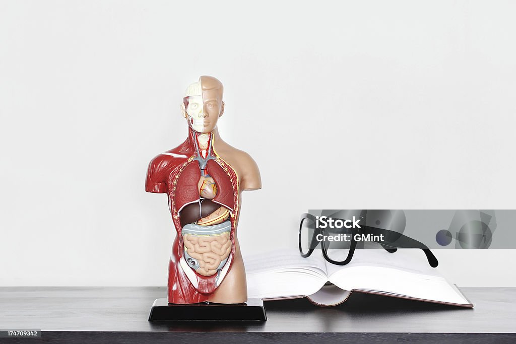 Modello di anatomia umana sul tavolo. - Foto stock royalty-free di Anatomia umana