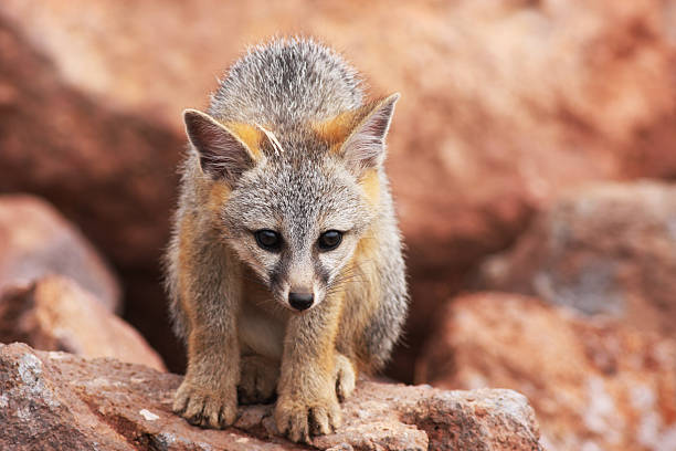 istock Gray Fox Kit Urocyon cinereoargenteus 174709504