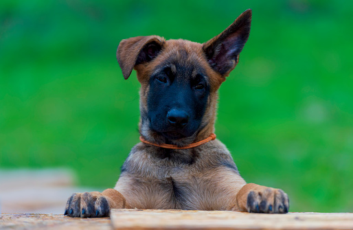 Portrait of a Belgian Malinois puppy with only one ear standing up. The dog looks naively serious and looks very carefully into the camera.