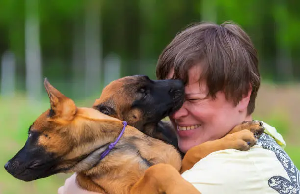 An adult woman holds two Belgian Malinois puppies in her arms, hugs them and laughs. One puppy licks a woman's face.