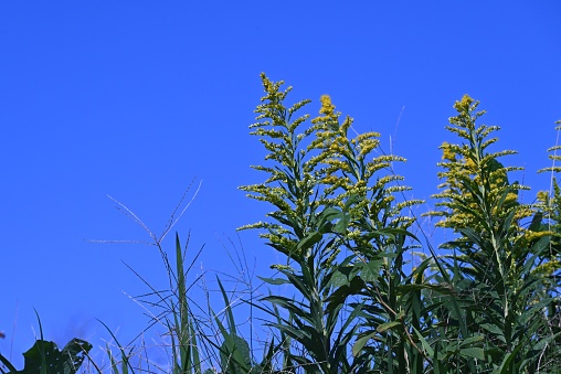 Tall goldenrod flowers. Seasonal background material. An insect-pollinated perennial flower of the Asteraceae family native to North America.