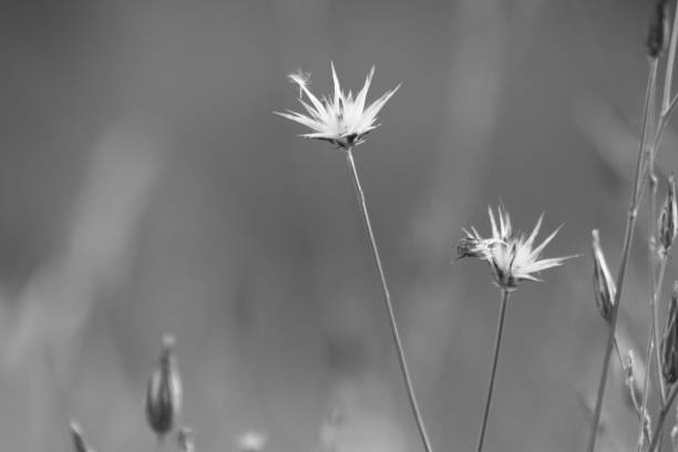 Captured in monochrome, the delicate blossoms stand tall against the gentle sway of the meadow's embrace. Each stem tells a story of resilience, growth, and the simple beauty that nature offers to those who pause to look.