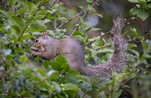 The eastern gray squirrel is originally  from the eastern United States and southeastern Canada,  and was introduced into the United Kingdom, Ireland, western North America, Italy, and South Africa. In the UK it is simply known as a \