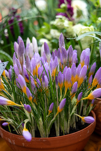 Crocus Fire Fly blossoms in the garden in spring. High quality photo