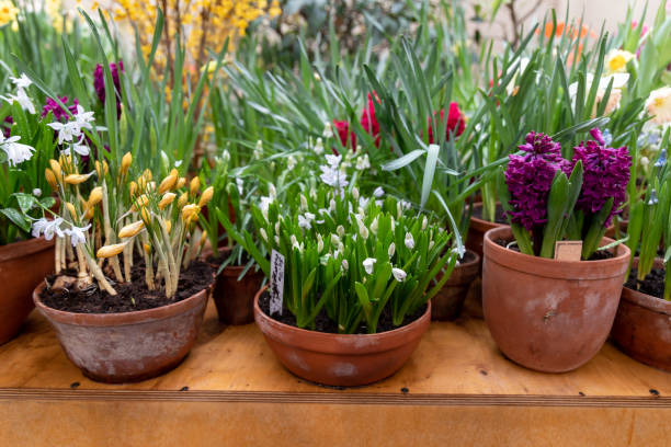 istock Beautiful spring little white flowers. Scilla alba 1747111494