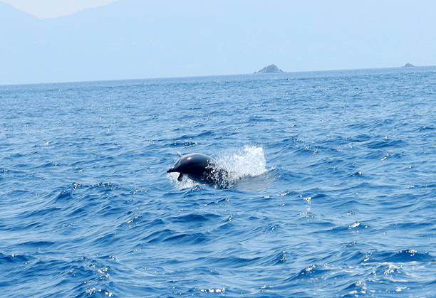 istock dolphin jumping out of the water 174711372