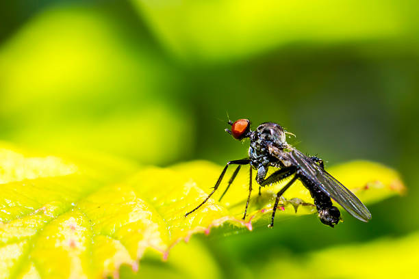 istock Portrait of a fly 174711524